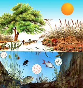 "ecosistema artificial y naturales" "clasificación de ecosistemas según el  medio"