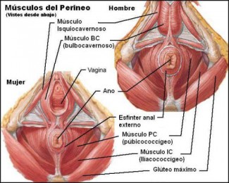 Músculos de la pelvis