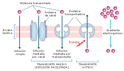Resultado de imagen de transporte a través de la membrana celular
